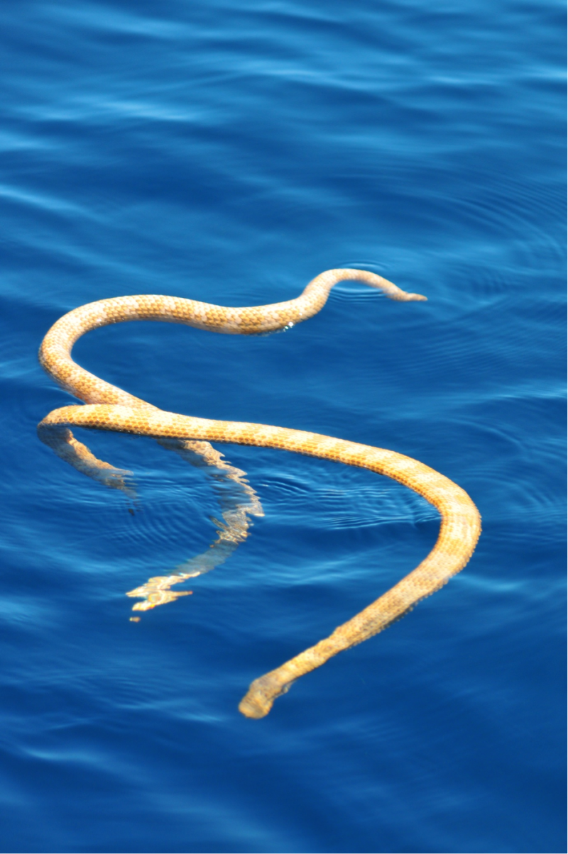 Supposedly Extinct Sea Snakes Spotted Off the Coast of Australia