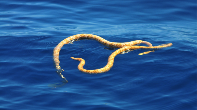 Supposedly Extinct Sea Snakes Spotted Off the Coast of Australia