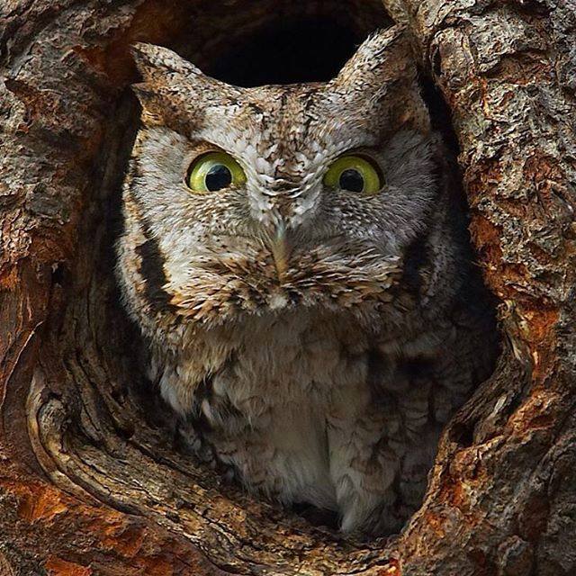 Gaze Deeply Into the Eyes of This Soul-Eating Owl 