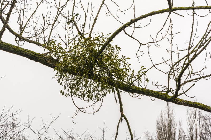 This Winter, Remember That Mistletoe Is A Vampire Plant