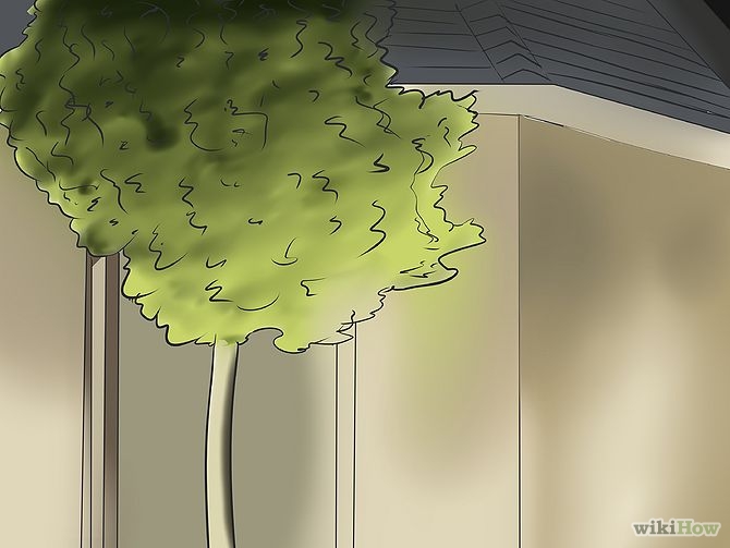 Image titled Accent Trees With Outdoor Lighting Step 1