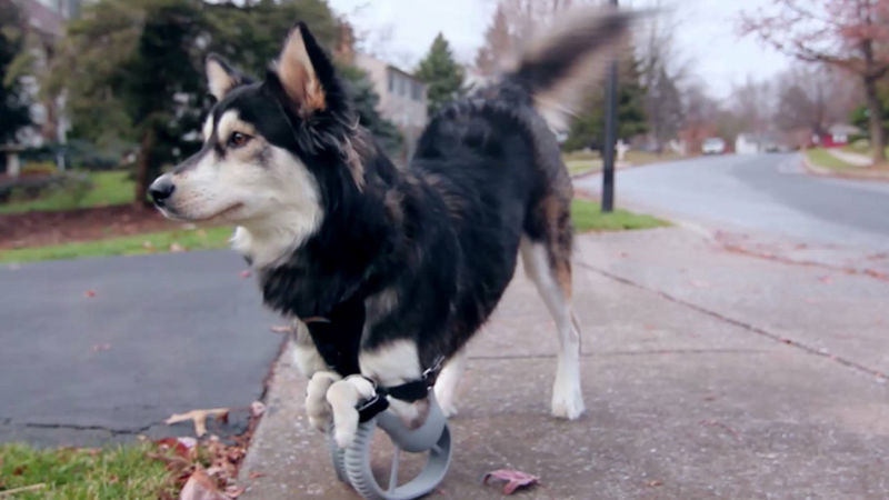 Derby, the Adorable Cybernetic Dog, Just Got Upgraded 3D-Printed Legs