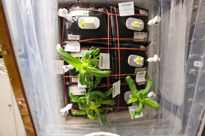 Astronauts' Veggie Garden in Space is About to Grow a Burst of Color