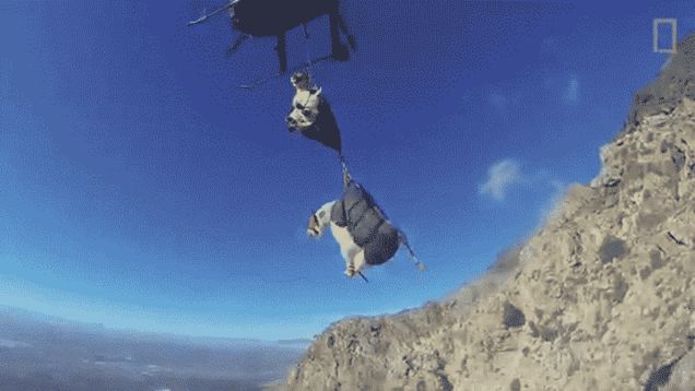 Watching Goats Get Airlifted Is the Best Way to End Your Day