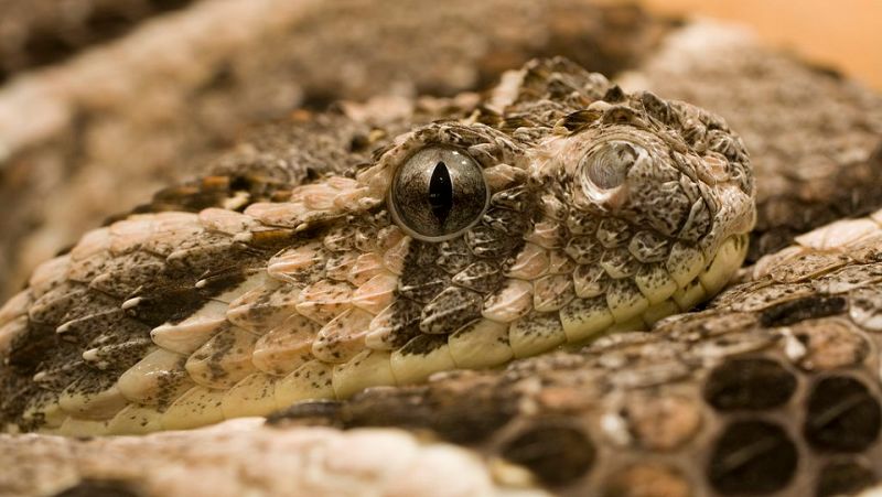 This Venomous Snake is the First Animal Suspected to Be Completely Scentless