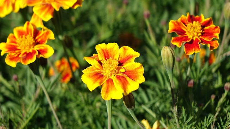 Marigolds Are the Temptress-Assassins of the Botanical World