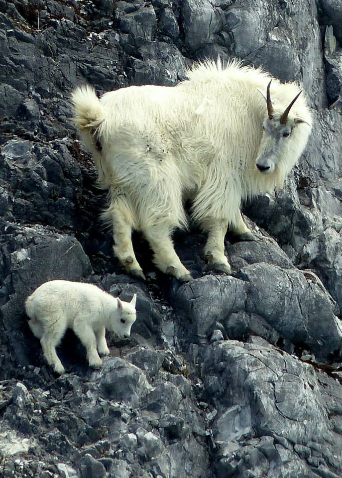 An Ode to the Magnificent Feet of Mountain Goats