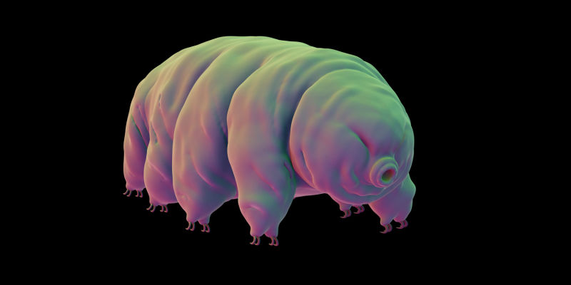 Tardigrades Survive Intense Dehydration By Coating Themselves in Glass