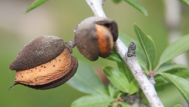 A Simple Explanation for the Paradox of How California’s Almonds Boomed in the Drought
