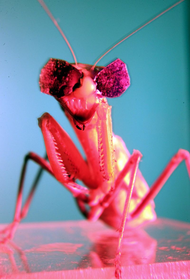 Scientists Gave Praying Mantises Tiny 3D Glasses to Prove They Have 3D Vision