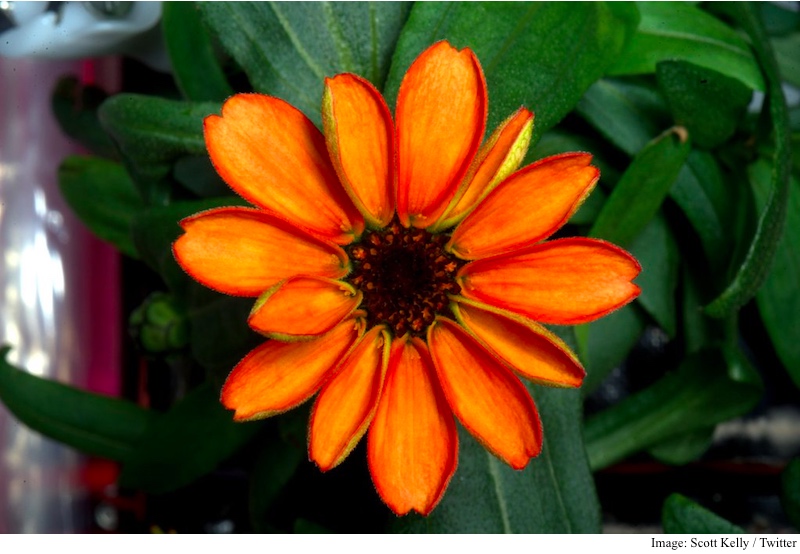 Nasa Shares Image of the First Flower Grown in Space