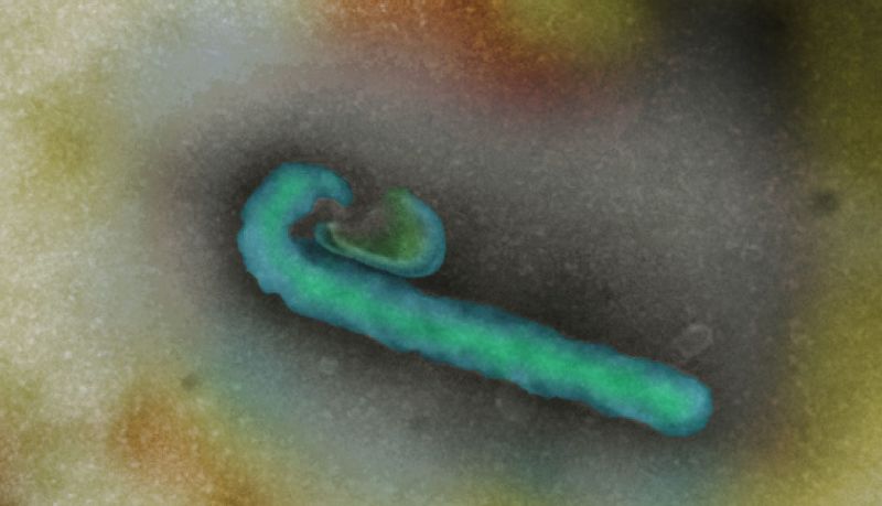 One Day We Could Treat Ebola By Turning Its Own Mutation Against It