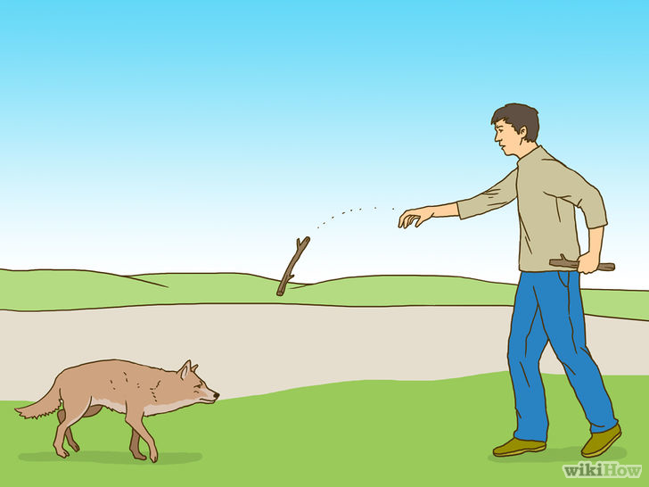 Image titled Act when Near a Coyote Step 4
