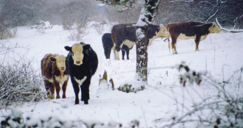 35,000 Dairy Cows Were Buried Alive By a Freak Blizzard in Texas