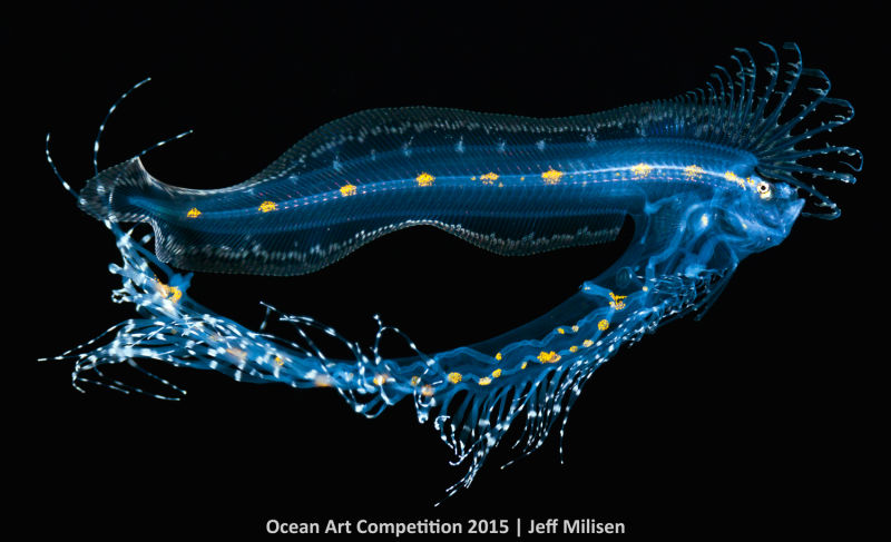 Ocean Art Photography Winners Show the Alien Beauty of Life Underwater