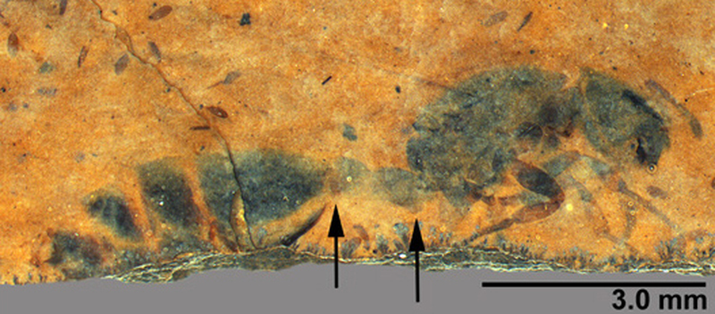 A Fossilized Ancient Ant Queen Emerges From a 46-Million-Year-Old Rock