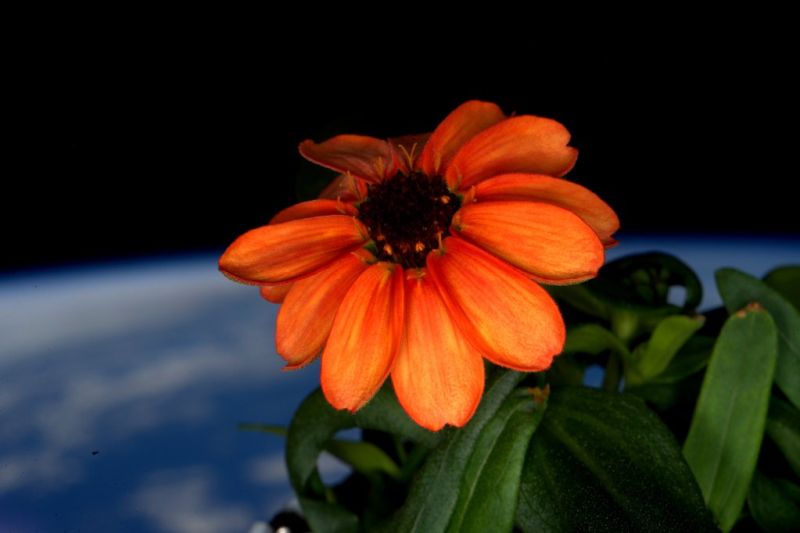 Astronauts Almost Killed Their First Flowers