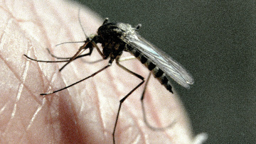 Комар, архивное фото