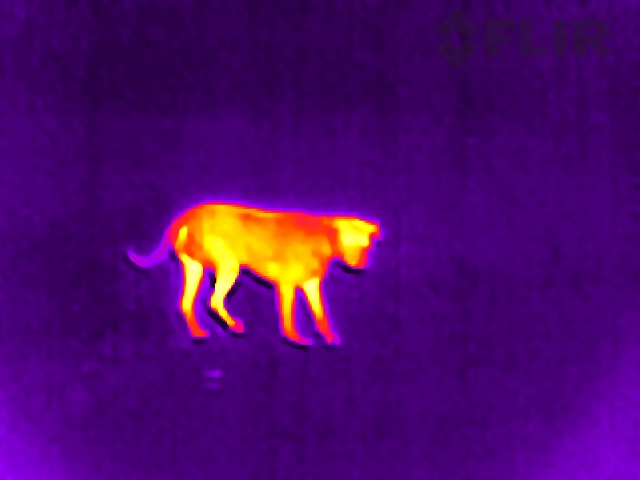 Buy FLIR's Tiny New Thermal Camera If You Want to Spy on Your Dog
