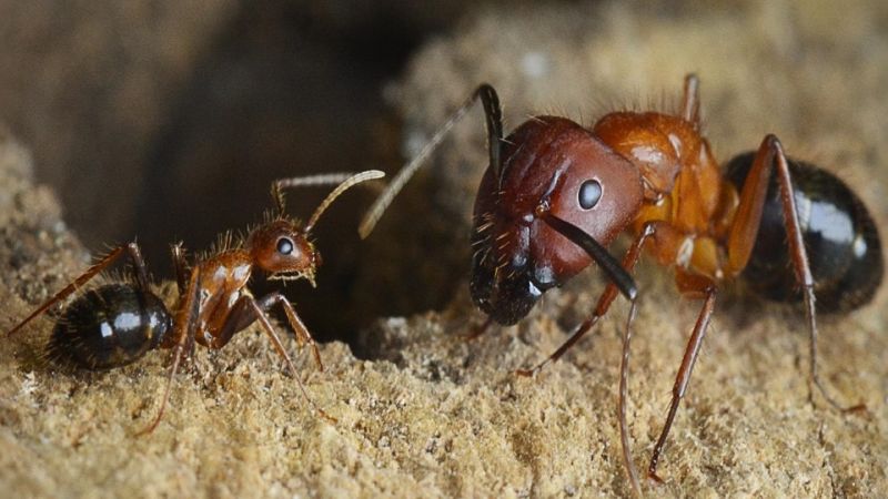 Someday Scientists Could Reprogram Carpenter Ants To Do Our Bidding