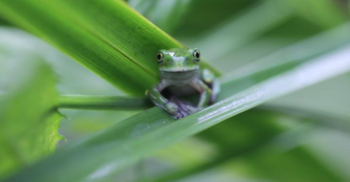 The Bizarre Way Climate Change Can Help Save Doomed Frogs