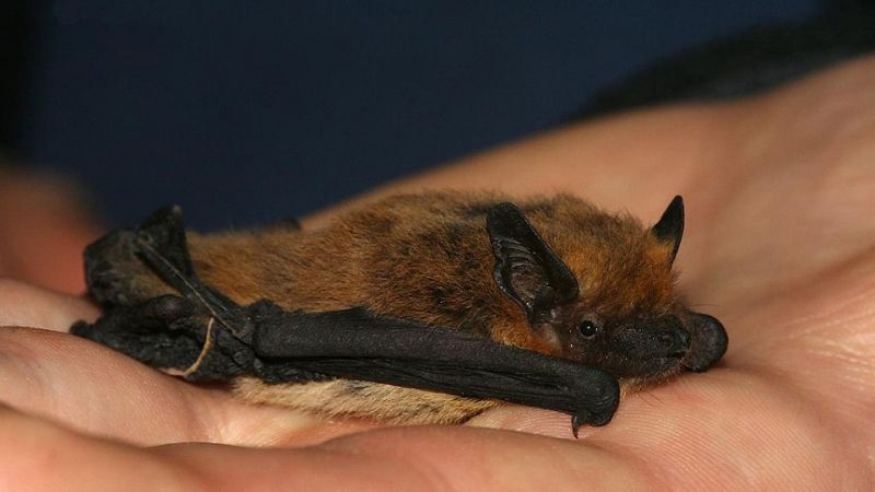 Bats Respond to Too Much Noise the Same Way Children Do