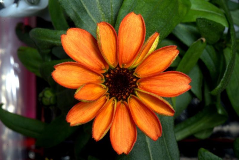 This is the First Flower Grown in Space