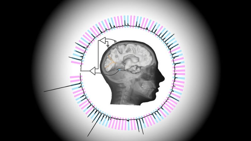 New Technique Allows Scientists to Read Minds at Nearly the Speed of Thought
