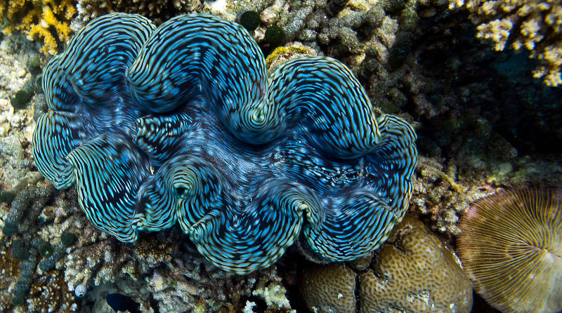 Giant Clams Light Up Like Plasma Screens, Only Better