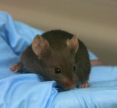 Rodents That Go Missing in Scientific Papers Can Skew Results