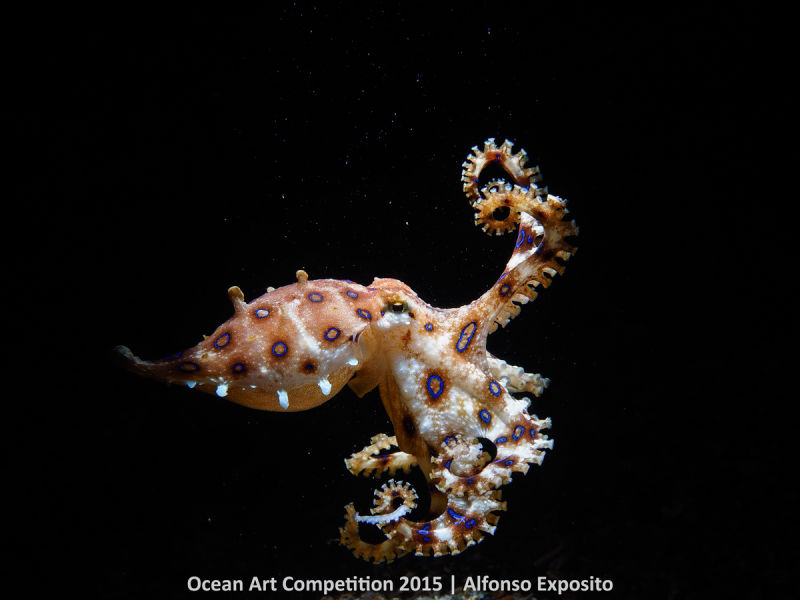 Ocean Art Photography Winners Show the Alien Beauty of Life Underwater
