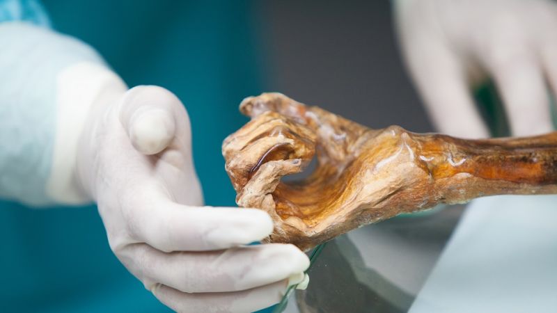 Ötzi the Iceman's Gut Bacteria Can Help Us Trace Early Human Migration