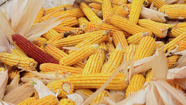 Сбор урожая кукурузы. Архивное фото