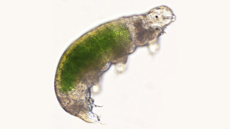 Frozen Tardigrade Brought Back to Life After 30 Years