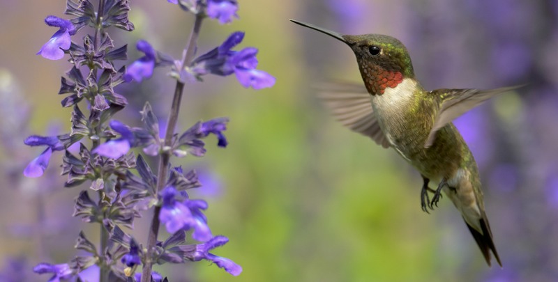 This Is How Hummingbirds Regulate Their Body Temperatures in Flight