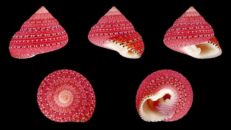 Here's Why Seashells Don't Have the Consistency of Chalk