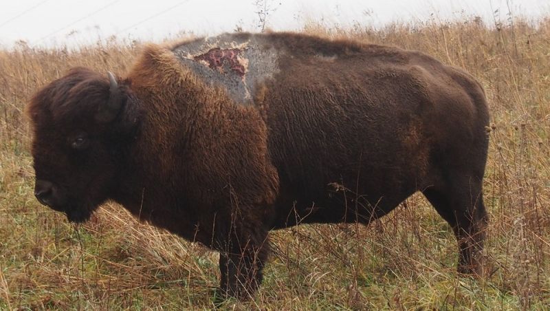 This Bison Was Struck by Lightning and Emerged Ugly But Alive