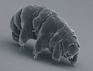 Frozen Tardigrade Brought Back to Life After 30 Years