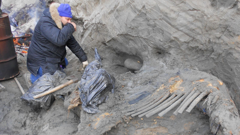 A Mysterious Mammoth Carcass Could Change Human History