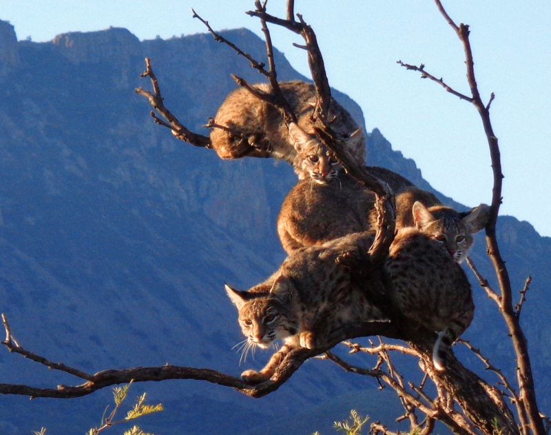 A Tree Full of Bobcats is the Best Hangover Cure