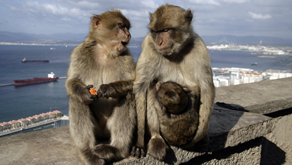 Берберские обезьяны. Архивное фото