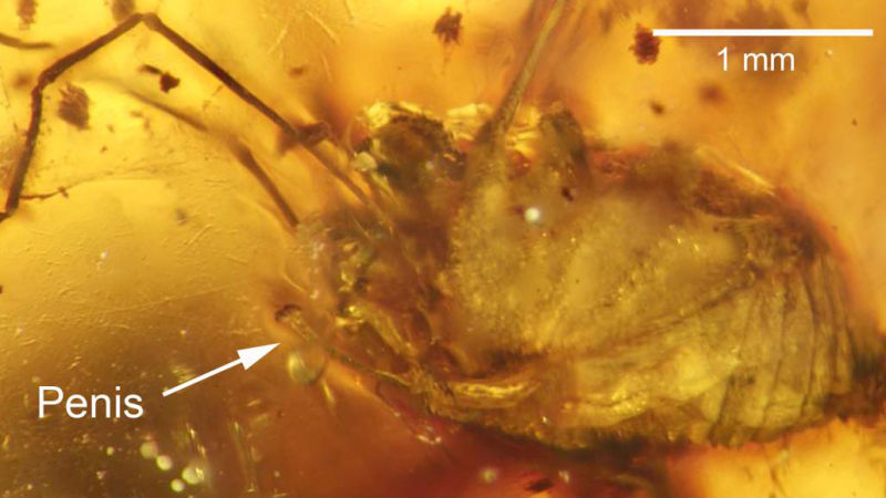 Behold the First Erect Penis Ever Found Preserved in Amber