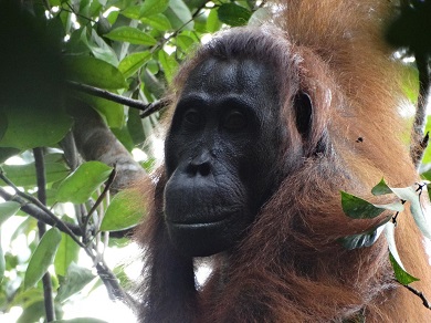 A Wild Female and Male Orangutan Teamed Up To Murder Another Orangutan