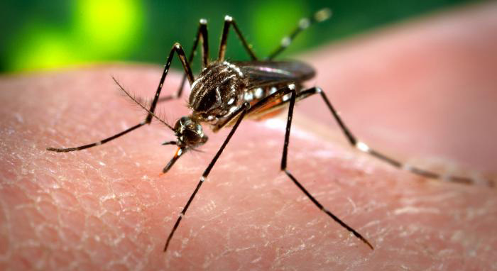 Zika Outbreak Is a "Temperature Driven Eruption," Say Scientists