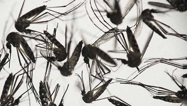 Комар Aedes albopictus - переносчик вируса Зика. Архивное фото