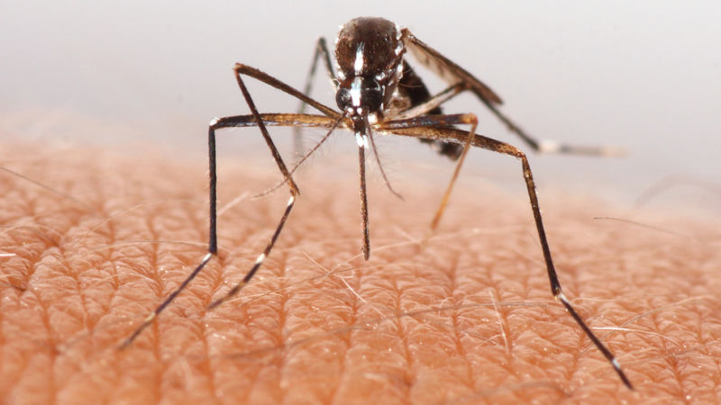 US Reports First Case of Sexually Transmitted Zika in Texas