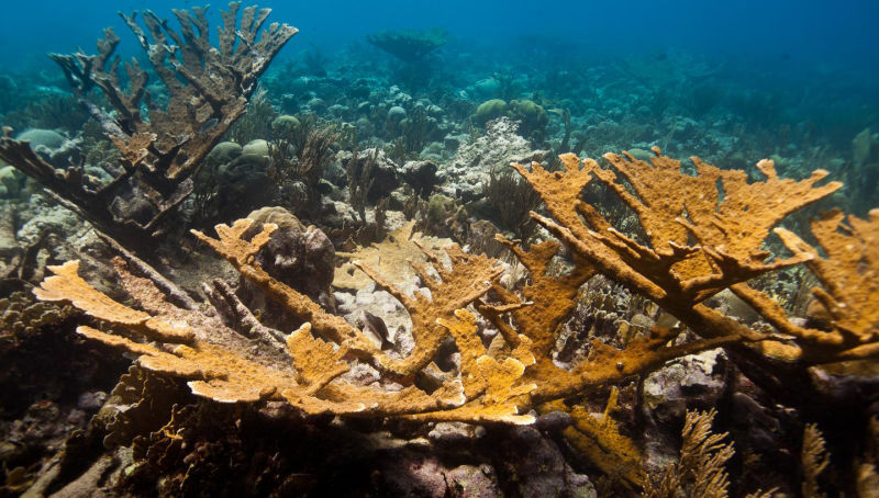 Lab-Grown Coral Is the Latest Hail Mary Plan to Save Earth's Reefs