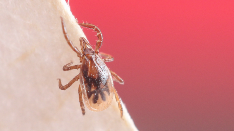 Bloodthirsty Ticks Have a Seriously Weird Genome