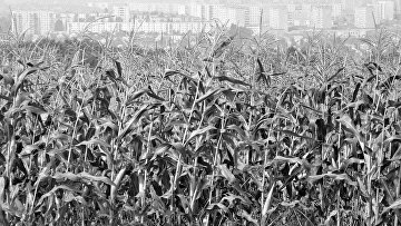 Кукурузное поле. Архив