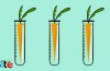 GMO-Fødevarer Kommer ikke til at Få Dig—Det er Her Alle Sammen